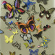 Papier peint BUTTERFLY PARADE DE CHRISTIAN LACROIX