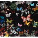 tissu BUTTERFLY PARADE Oscuro CHRISTIAN LACROIX