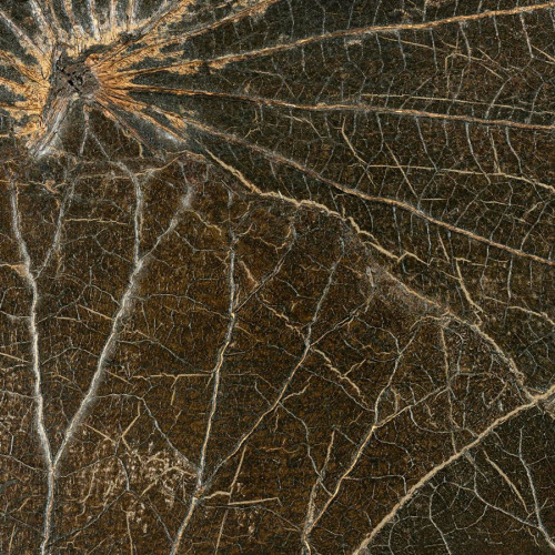 Revêtement mural Nénuphar sauvage de CMO PAris