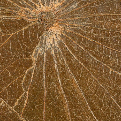 Revêtement mural Nénuphar sauvage de CMO PAris