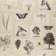 Flora and fauna de John Derian
