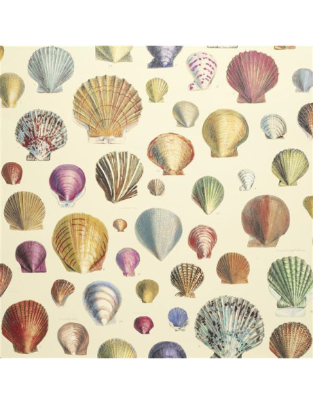 Captain Thomas Browns Shells de John Derian Captain Thomas Browns Shells de John Derian