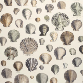 Papier peint Captain Thomas Browns Shells de John Derian